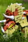 Preview: OPEN BRICKS - Dinosaurier - Triceratops (Klemmbaustein-Set)